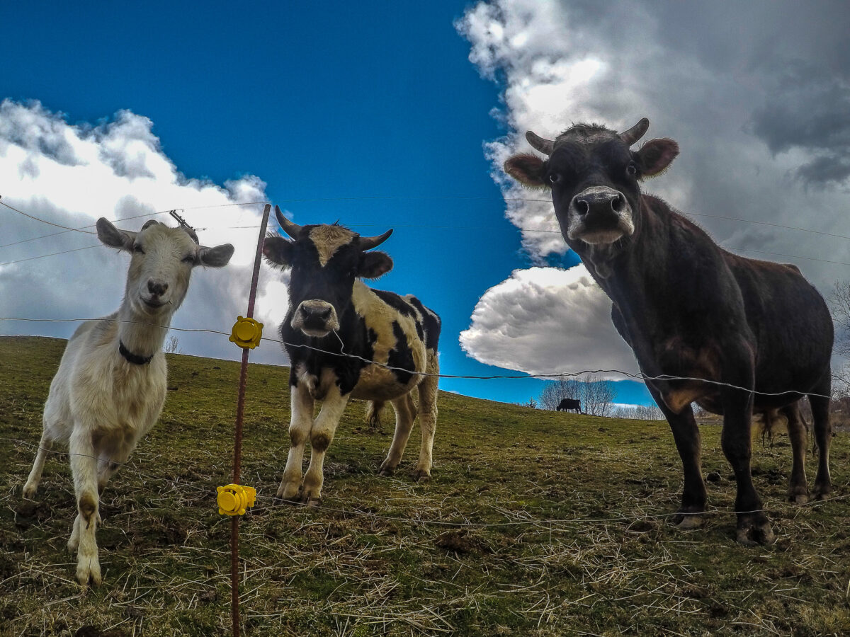 Cows and goats on a farm